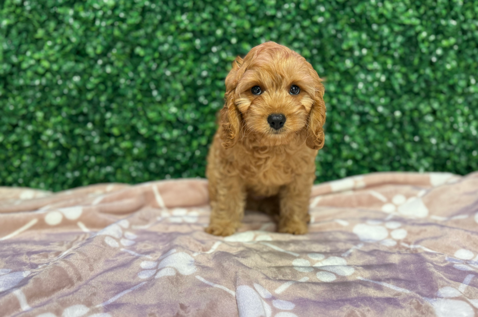 9 week old Cavapoo Puppy For Sale - Windy City Pups