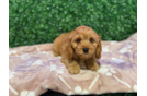 Cute Cavapoo Poodle Mix Pup