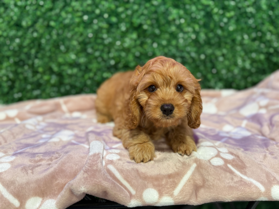 Cute Cavapoo Poodle Mix Pup