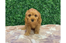Cute Cavipoo Poodle Mix Puppy