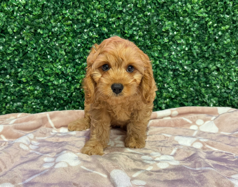 Cute Cavipoo Poodle Mix Puppy