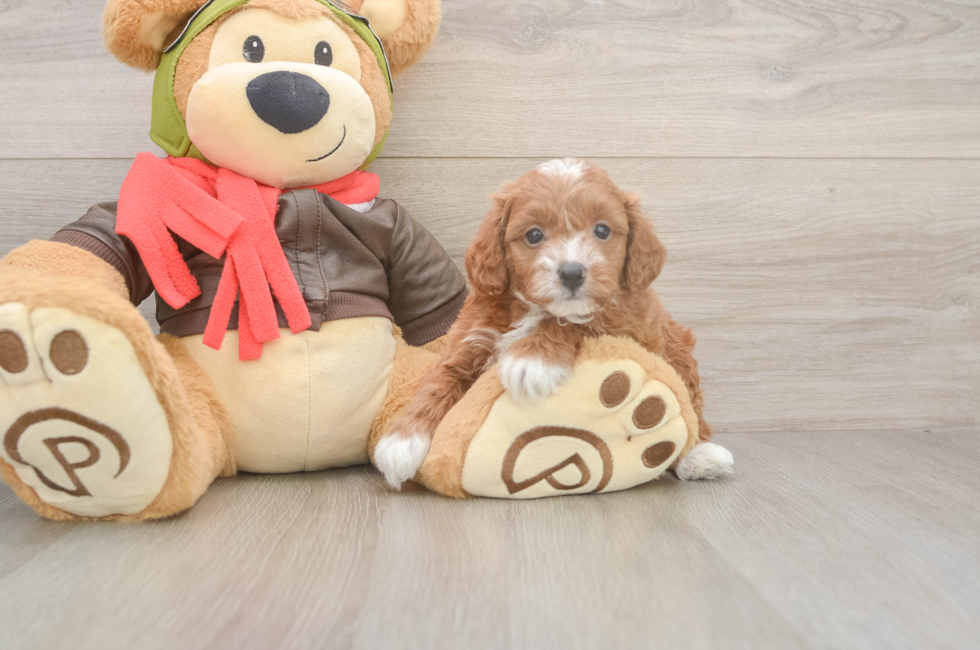 5 week old Cavapoo Puppy For Sale - Windy City Pups