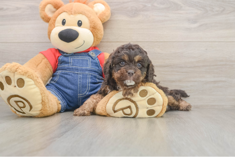 Fluffy Cavapoo Poodle Mix Pup