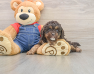 7 week old Cavapoo Puppy For Sale - Windy City Pups