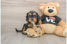 Cute Cavapoo Baby
