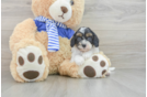 Cavapoo Puppy for Adoption