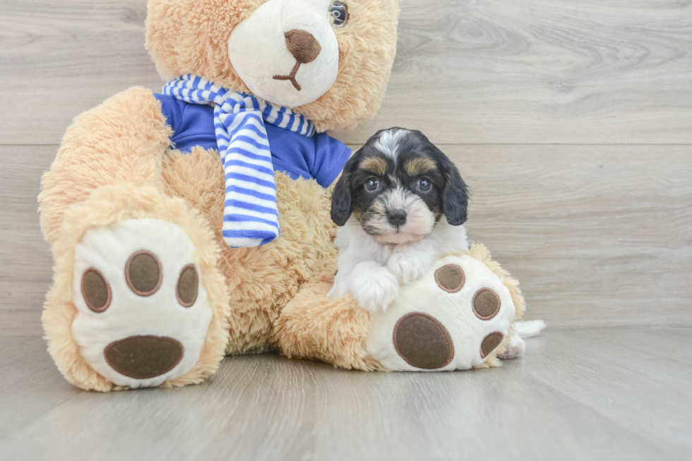 Cavapoo Puppy for Adoption