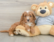 8 week old Cavapoo Puppy For Sale - Windy City Pups
