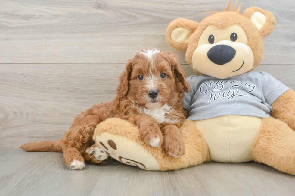 5 week old Cavapoo Puppy For Sale - Windy City Pups