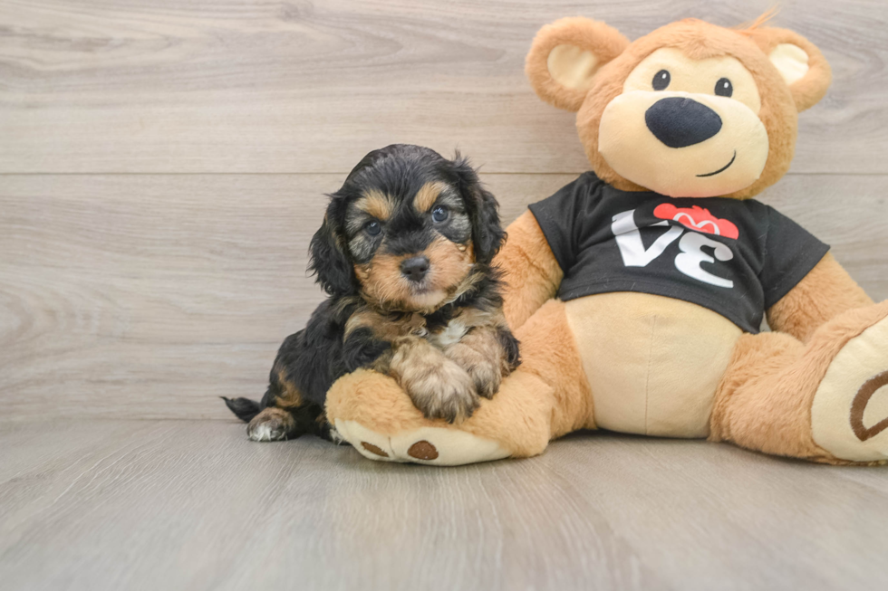 Popular Cavapoo Poodle Mix Pup