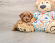 7 week old Cavapoo Puppy For Sale - Windy City Pups