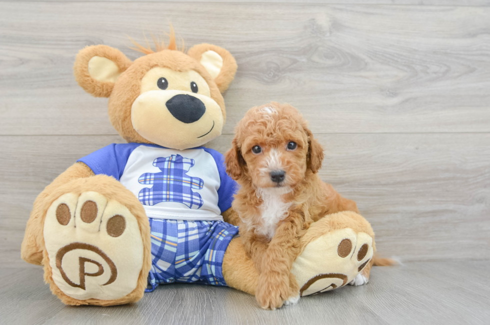 7 week old Cavapoo Puppy For Sale - Windy City Pups