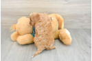 Adorable Cavalier King Charles Spaniel and Poodle Mix Poodle Mix Puppy