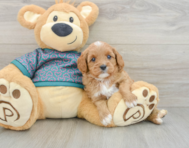8 week old Cavapoo Puppy For Sale - Windy City Pups