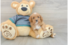 Cavapoo Puppy for Adoption
