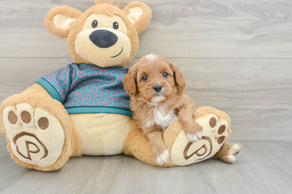 6 week old Cavapoo Puppy For Sale - Windy City Pups