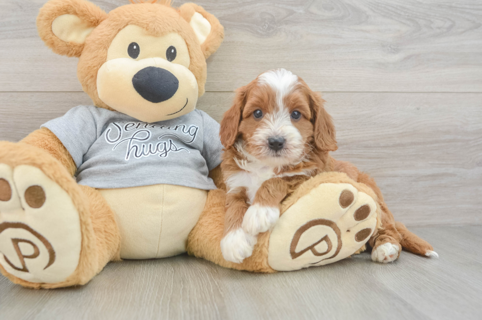 5 week old Cavapoo Puppy For Sale - Windy City Pups