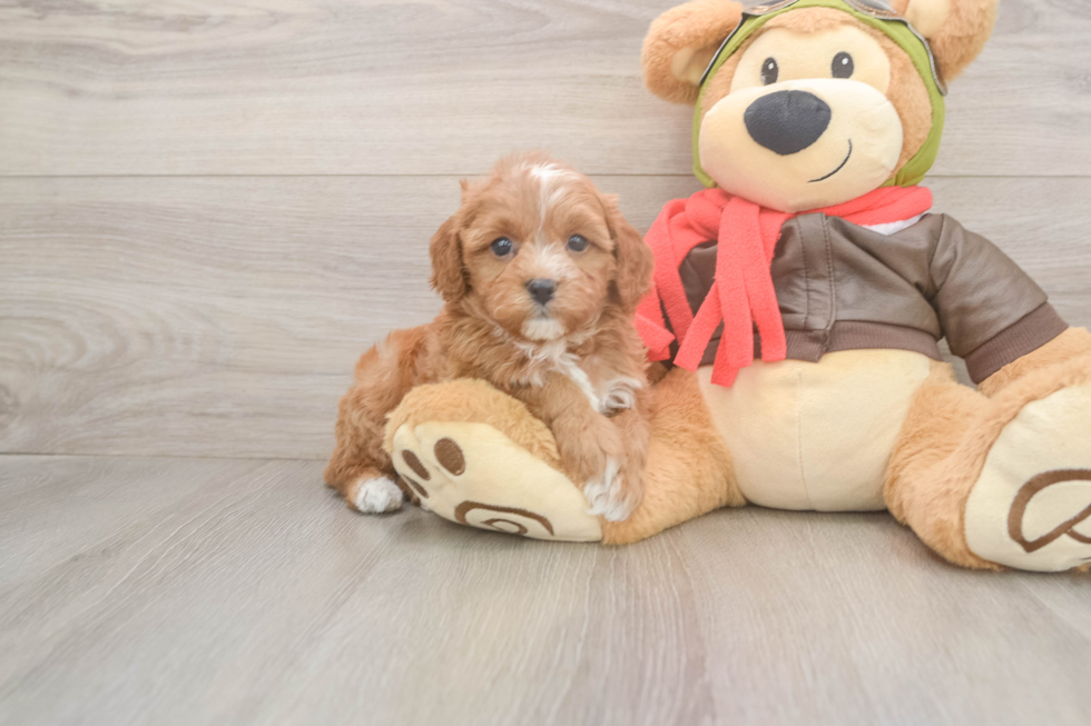 Best Cavapoo Baby