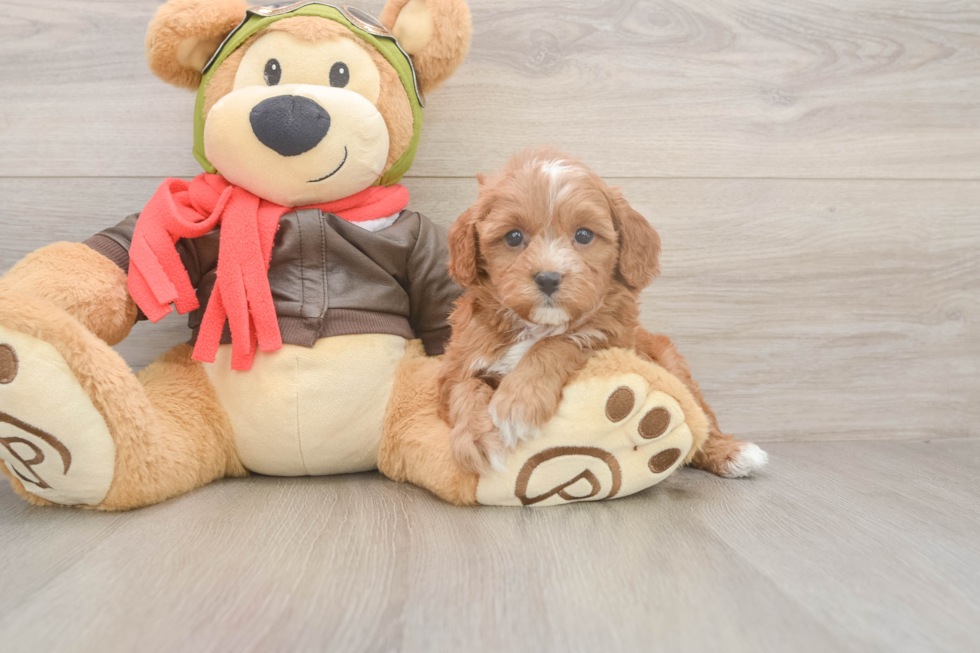Playful Cavapoodle Poodle Mix Puppy