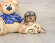 8 week old Cavapoo Puppy For Sale - Windy City Pups