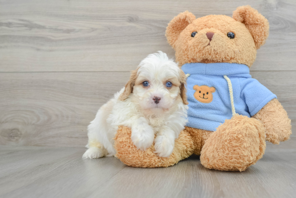 Best Cavapoo Baby