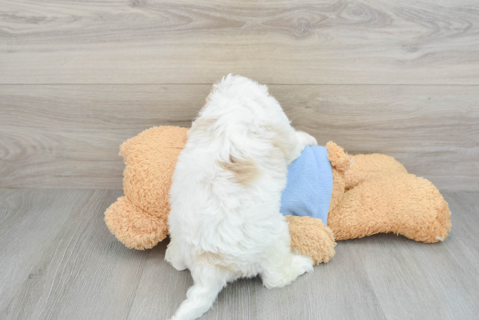 Energetic Cavoodle Poodle Mix Puppy