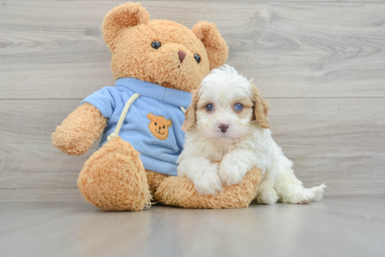 Cavapoo Pup Being Cute