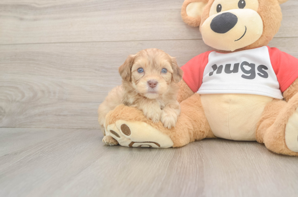 5 week old Cavapoo Puppy For Sale - Windy City Pups