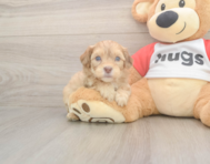 6 week old Cavapoo Puppy For Sale - Windy City Pups 6 week old Cavapoo Puppy For Sale - Windy City Pups