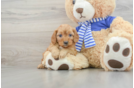 Energetic Cavoodle Poodle Mix Puppy