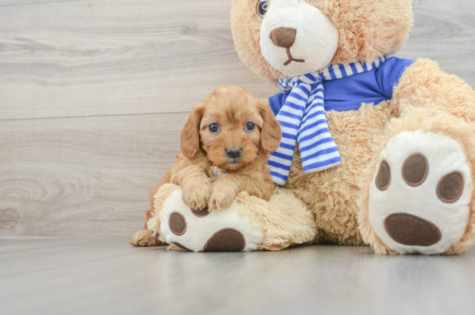 7 week old Cavapoo Puppy For Sale - Windy City Pups