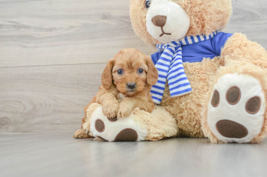 Energetic Cavoodle Poodle Mix Puppy