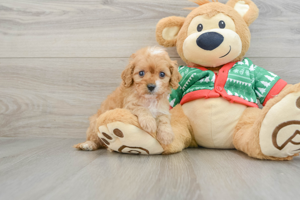 Funny Cavapoo Poodle Mix Pup