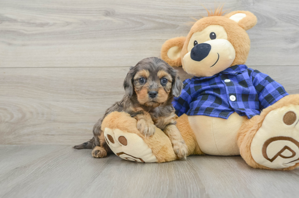 5 week old Cavapoo Puppy For Sale - Windy City Pups