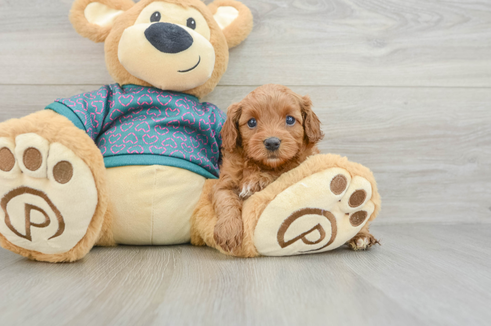 6 week old Cavapoo Puppy For Sale - Windy City Pups
