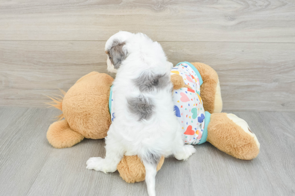 Little Cavipoo Poodle Mix Puppy