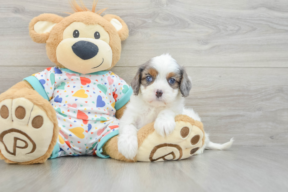 Little Cavipoo Poodle Mix Puppy