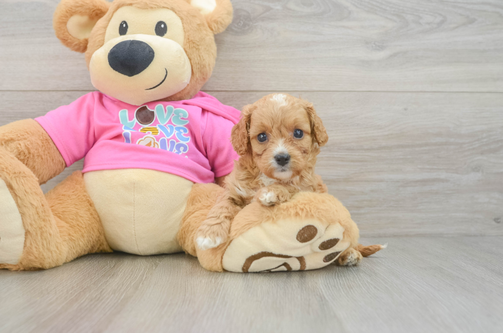 6 week old Cavapoo Puppy For Sale - Windy City Pups