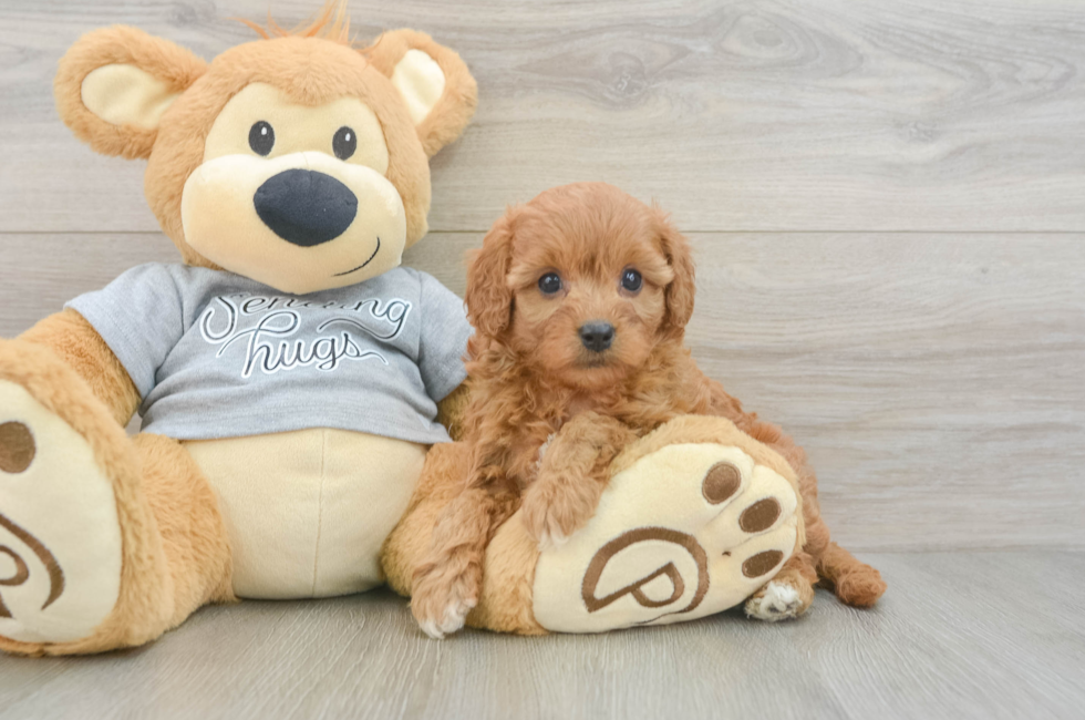 5 week old Cavapoo Puppy For Sale - Windy City Pups