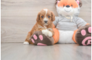 Cavapoo Puppy for Adoption