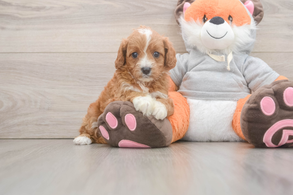 Cavapoo Puppy for Adoption