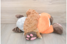 Cavapoo Pup Being Cute