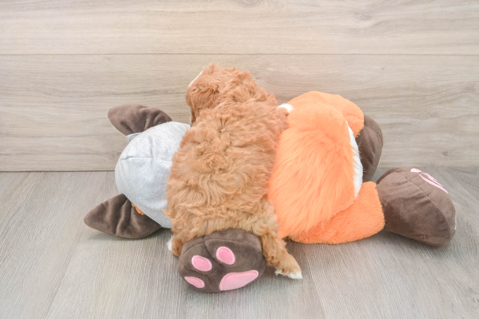 Cavapoo Pup Being Cute