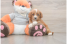 Cute Cavapoo Baby