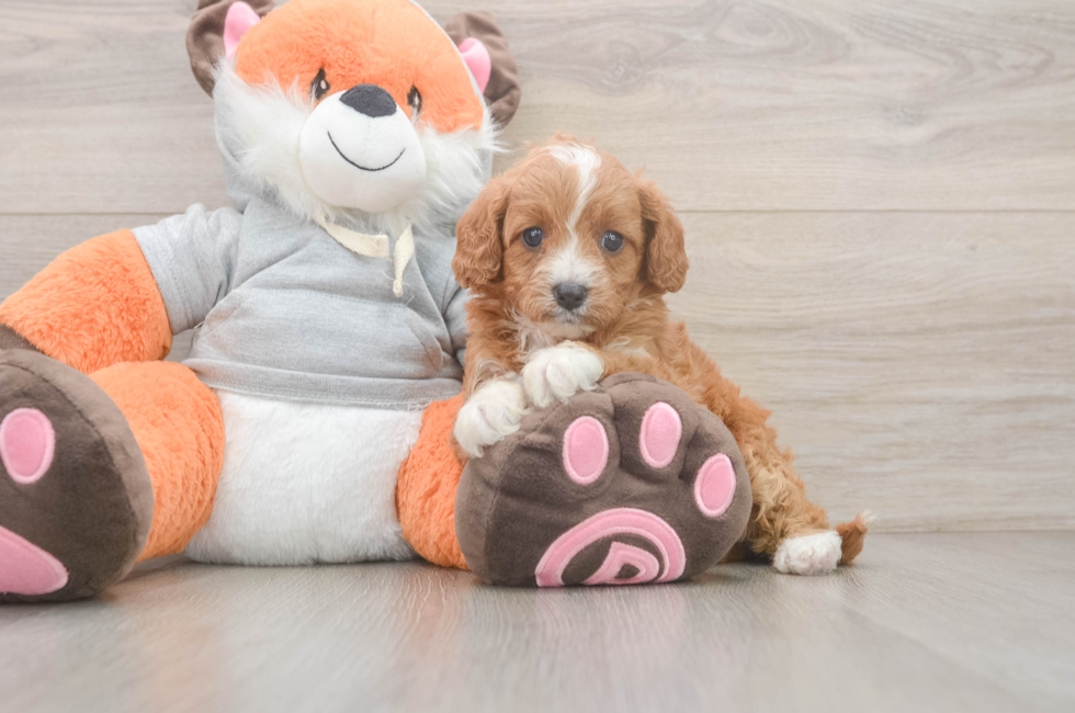 5 week old Cavapoo Puppy For Sale - Windy City Pups