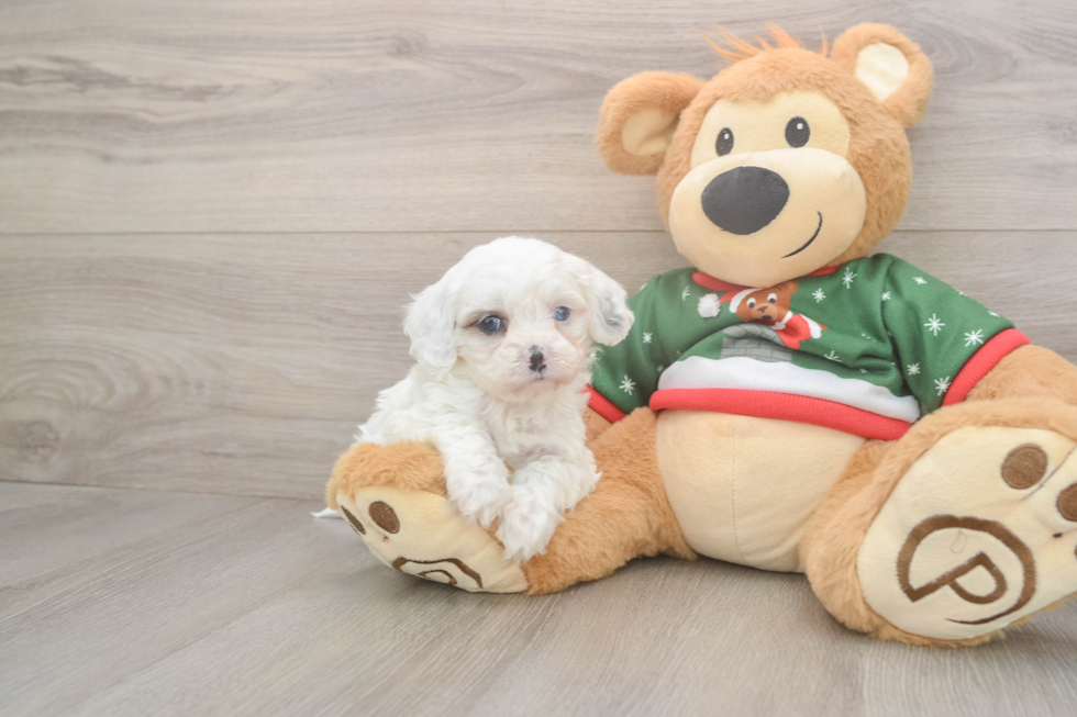 Cavapoo Puppy for Adoption