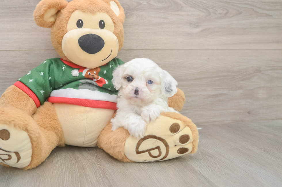 6 week old Cavapoo Puppy For Sale - Windy City Pups