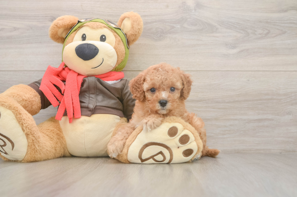 5 week old Cavapoo Puppy For Sale - Windy City Pups