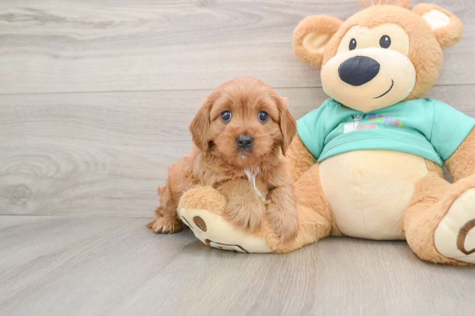 Cavapoo Pup Being Cute