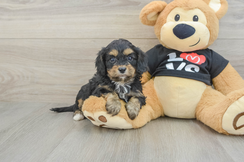 7 week old Cavapoo Puppy For Sale - Windy City Pups